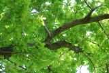 Quercus robur. Часть кроны с боковой ветвью. Московская обл., Раменский р-н, окрестности д. Хрипань. 18.07.2006.10.08.2002.