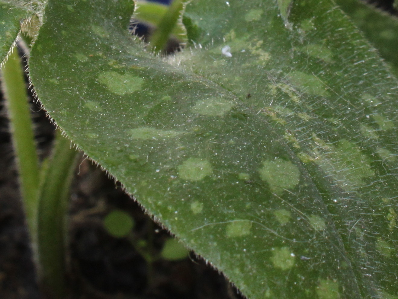 Image of Pulmonaria officinalis specimen.