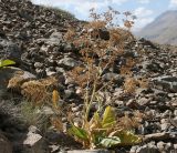 Tetrataenium olgae. Плодоносящее растение на каменистой осыпи. Таджикистан, Памир, окр. Хорога. 31.07.2011.