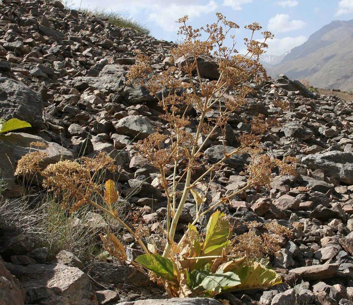 Image of Tetrataenium olgae specimen.