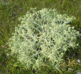 Eryngium campestre