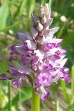 Orchis militaris