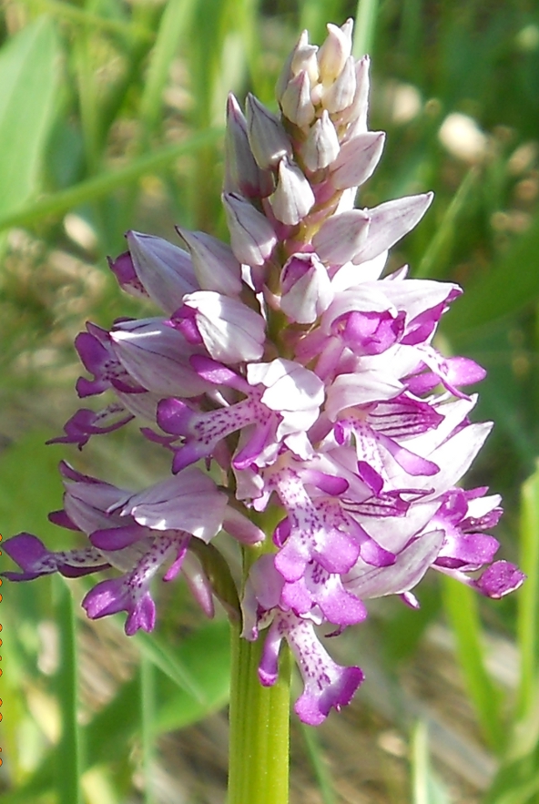 Изображение особи Orchis militaris.