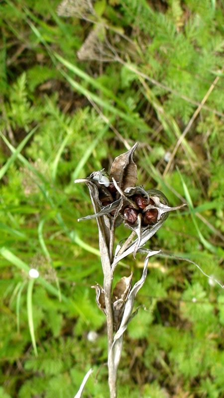Image of Iris musulmanica specimen.