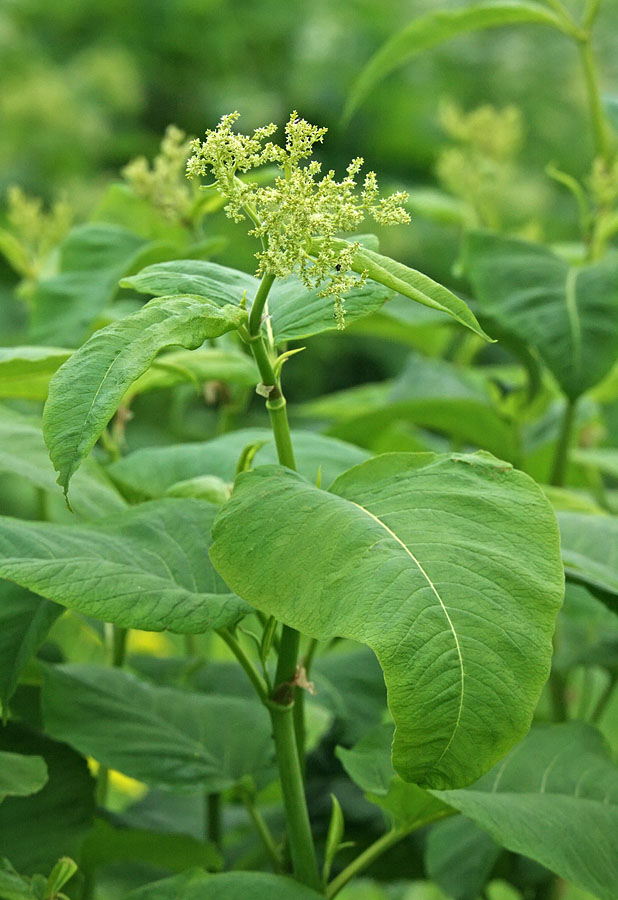 Изображение особи Aconogonon weyrichii.