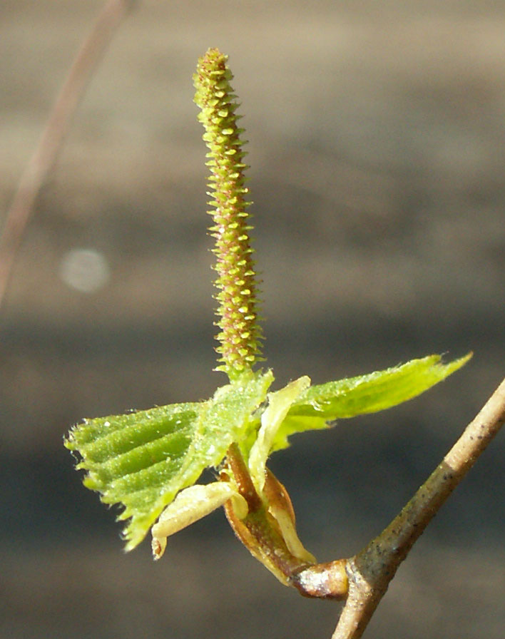 Изображение особи Betula pendula.