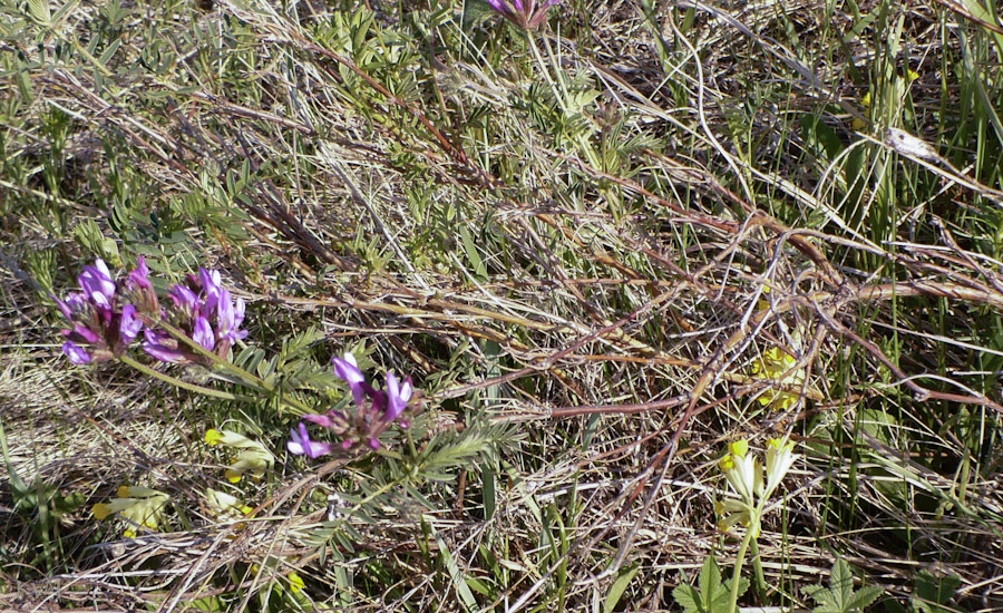 Изображение особи Astragalus austroaltaicus.
