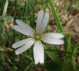 Stellaria holostea