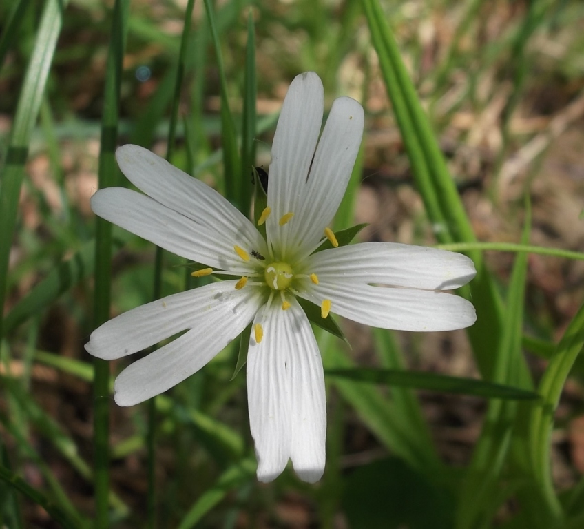 Image of Stellaria holostea specimen.