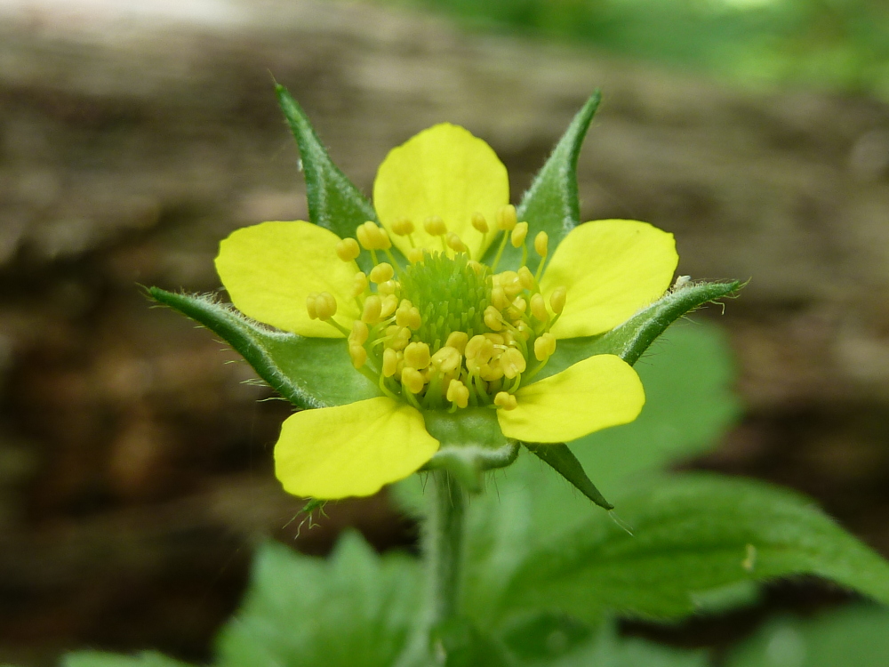 Изображение особи Geum urbanum.