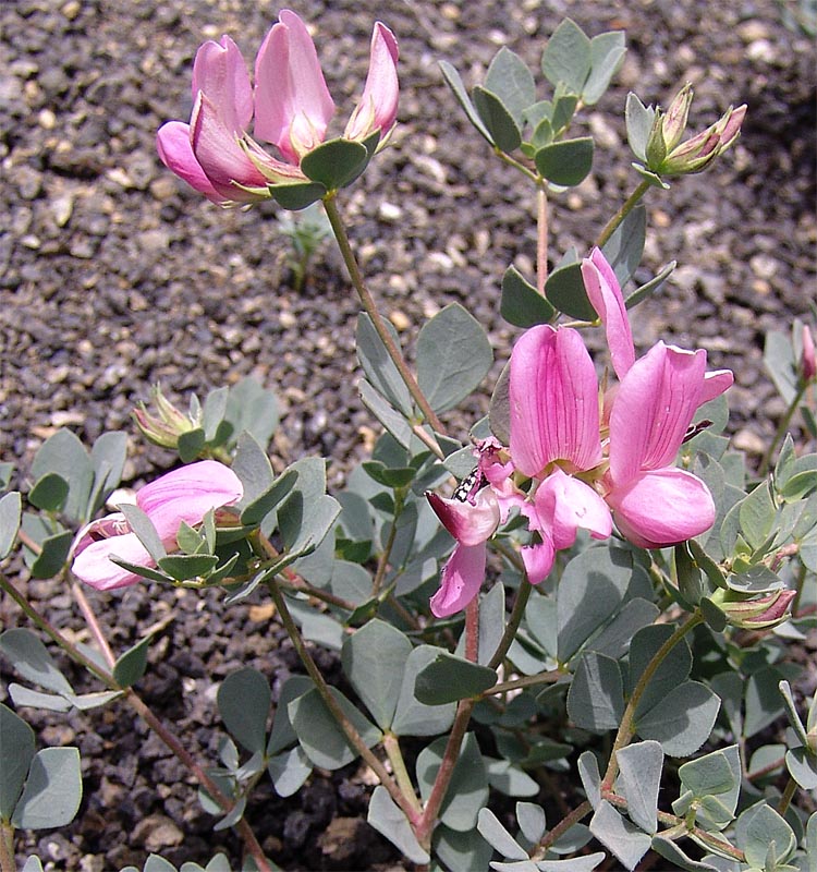 Image of Lotus gebelia specimen.