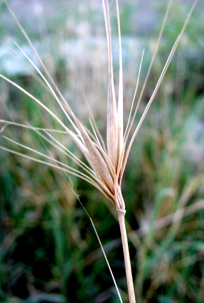 Изображение особи Taeniatherum asperum.