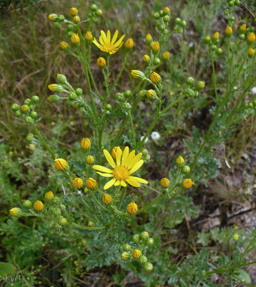 Изображение особи Senecio jacobaea.