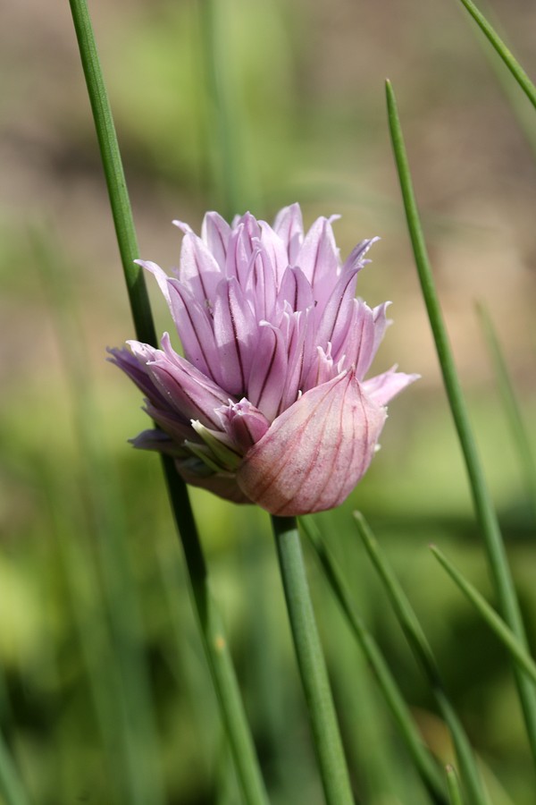 Image of Allium schoenoprasum specimen.