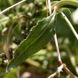 Beta maritima. Стеблевой лист. Испания, Бискайя, Лага (Laga), сухой луг на дюне. 07.06.2012.