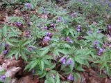 Cardamine glanduligera