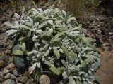 Salvia canescens