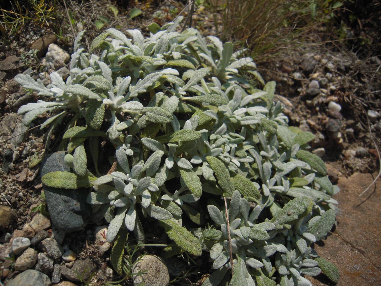 Image of Salvia canescens specimen.