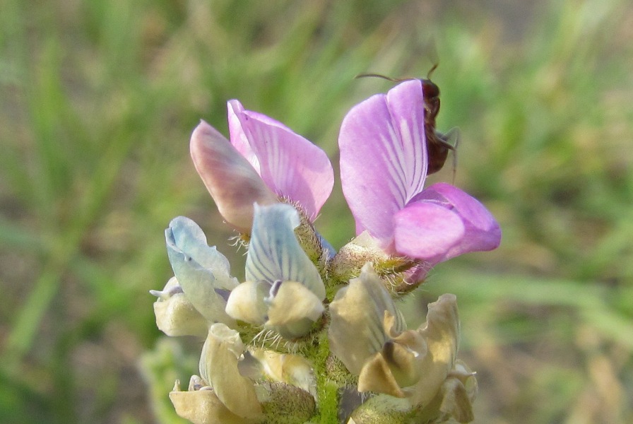 Изображение особи Oxytropis campanulata.