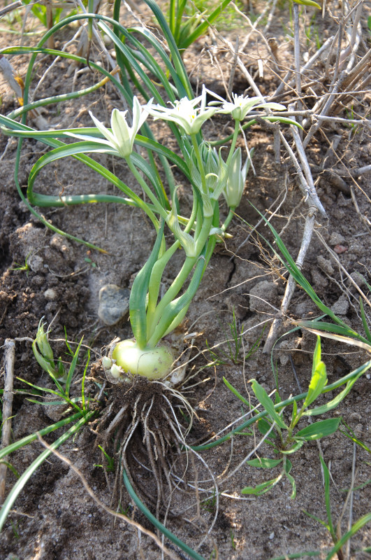 Image of genus Ornithogalum specimen.