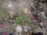 Silene pygmaea. Цветущее растение в расщелине скалы. Кабардино-Балкария, хребет Бирджалы, 2600 н.у.м. 23.07.2012.