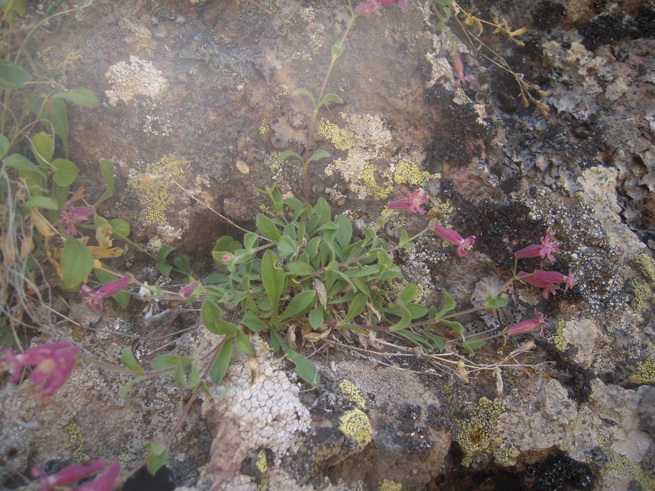 Image of Silene pygmaea specimen.