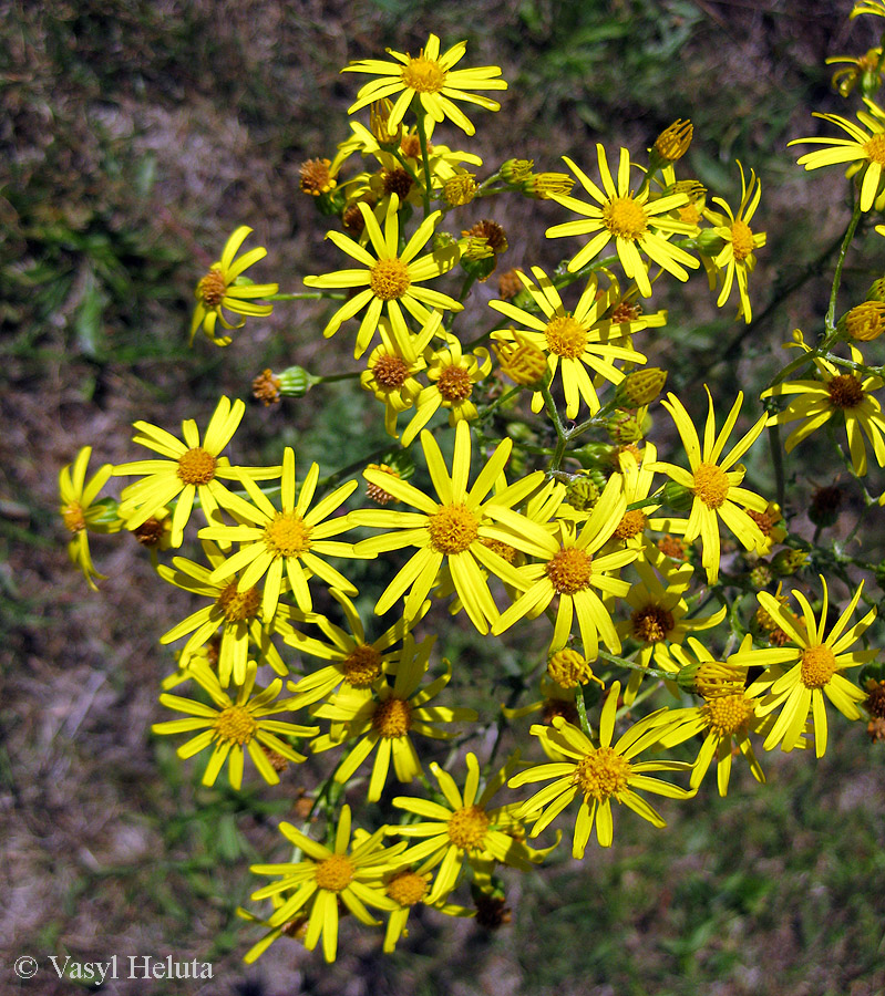 Изображение особи Senecio jacobaea.