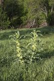 Astragalus sieversianus