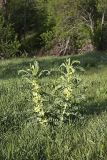 Astragalus sieversianus. Цветущие растения. Южный Казахстан, хр. Боролдайтау, ущ. Кокбулак. 24.04.2012.