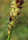 Carex rostrata. Часть соплодия, поражённого головнёвым грибом Anthracoidea inclusa. Архангельская обл., Вельский р-н, окр. пос. Усть-Шоноша, заболоченное местообитание вблизи ж.-д. насыпи. 11.08.2012.