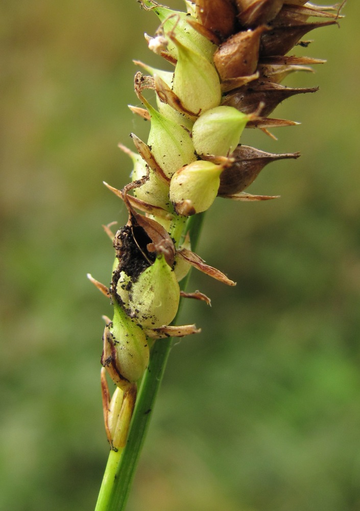 Image of Carex rostrata specimen.