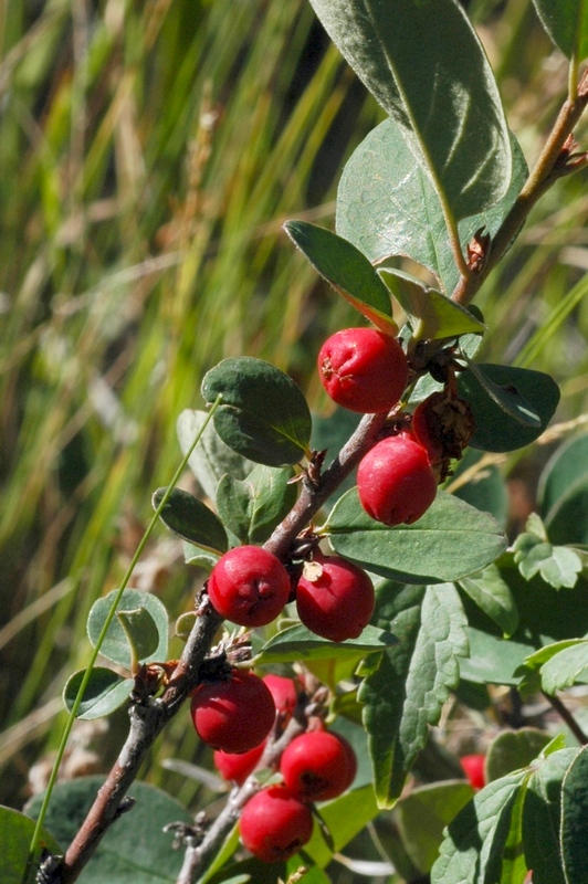 Image of Cotoneaster uniflorus specimen.