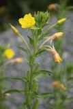 Oenothera