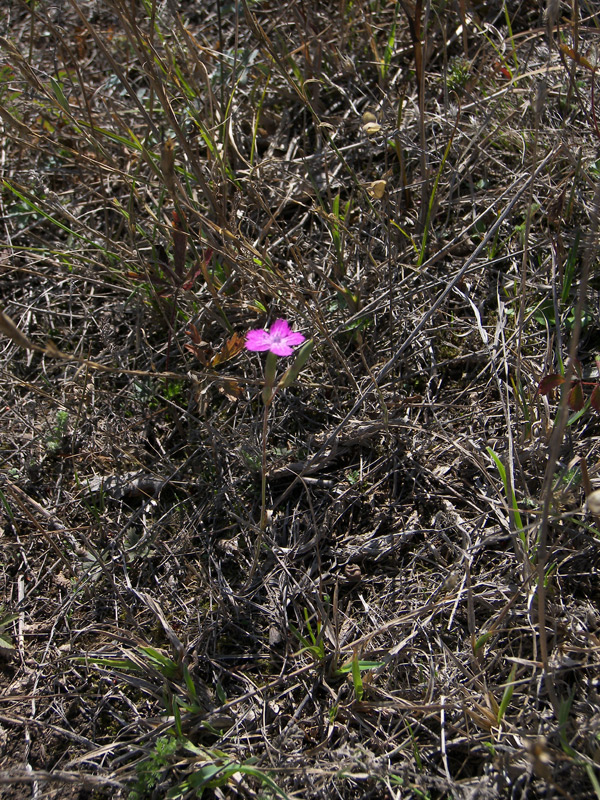 Image of Dianthus bicolor specimen.