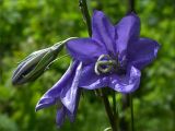 Campanula persicifolia. Необычное явление: шестилепестковый венчик (соответственно, чашелистиков и тычинок тоже по 6 штук, а у столбика-пестика - четыре, а не три рыльца). Киев, Святошинский лес, июнь 2004 г.