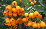 Pyracantha coccinea. Соплодия. Венгрия, Боршод-Абауй-Земплен, территория автозаправки в окрестностях г. Мишкольц. 01.09.2012.