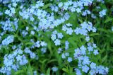 Myosotis sylvatica