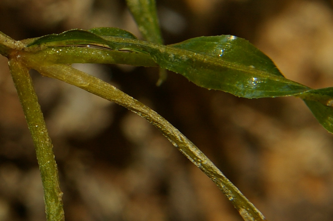 Image of genus Potamogeton specimen.