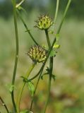 Trollius macropetalus. Плоды. Приморье, окр. пос. Терней. 14.08.2012.