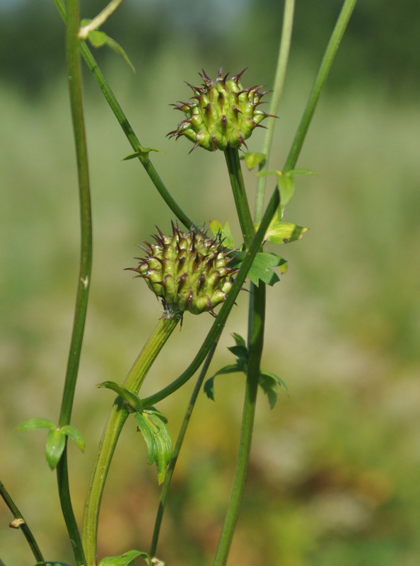 Изображение особи Trollius macropetalus.