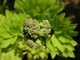 Thalictrum contortum