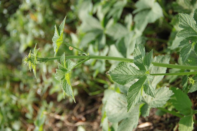 Image of Humulopsis scandens specimen.