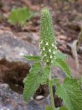 Teucrium lamiifolium. Верхушка цветущего растения. Israel, Upper Galilee, Nachal Kziv. 16.05.2006.