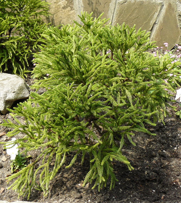 Image of Cryptomeria japonica specimen.