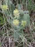 Oxytropis pilosa. Цветущее растение в травостое. Черноморское побережье Кавказа, Геленджикский район, близ с. Виноградное, поляна в искусственных сосновых посадках. 7 мая 2012 г.