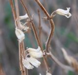 Salvia aegyptiaca. Остатки соплодия. Израиль, склон к Мёртвому морю, каменистая пустыня. 21.02.2011.