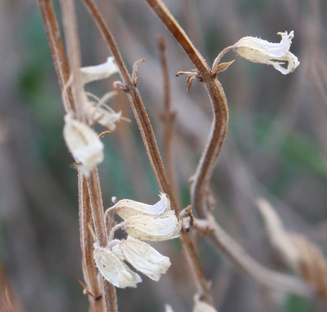 Изображение особи Salvia aegyptiaca.