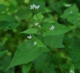 Truellum thunbergii