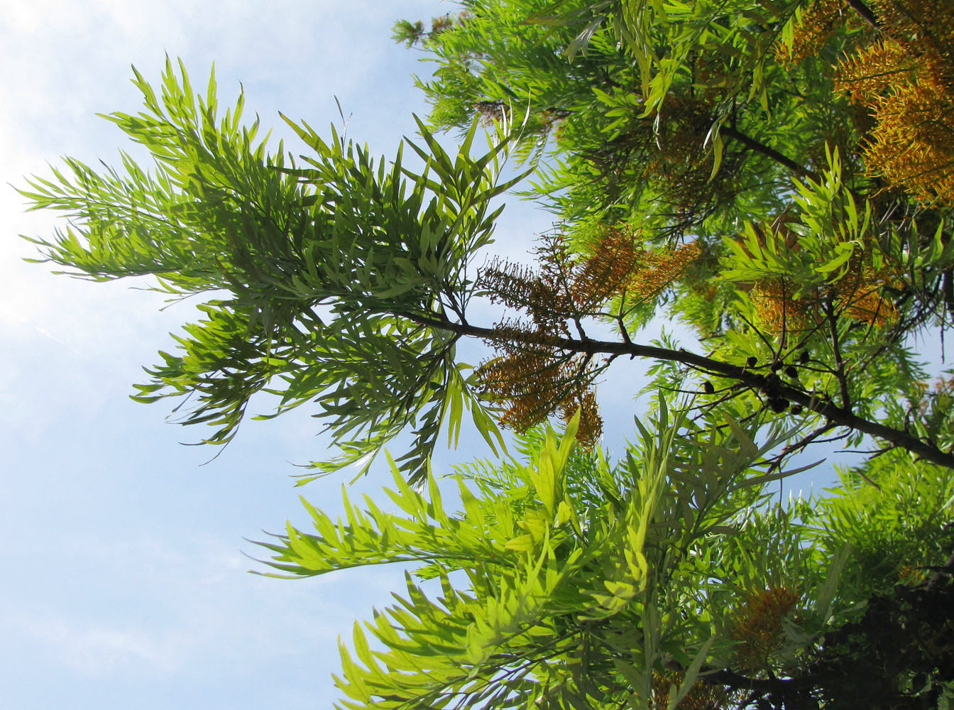 Изображение особи Grevillea robusta.