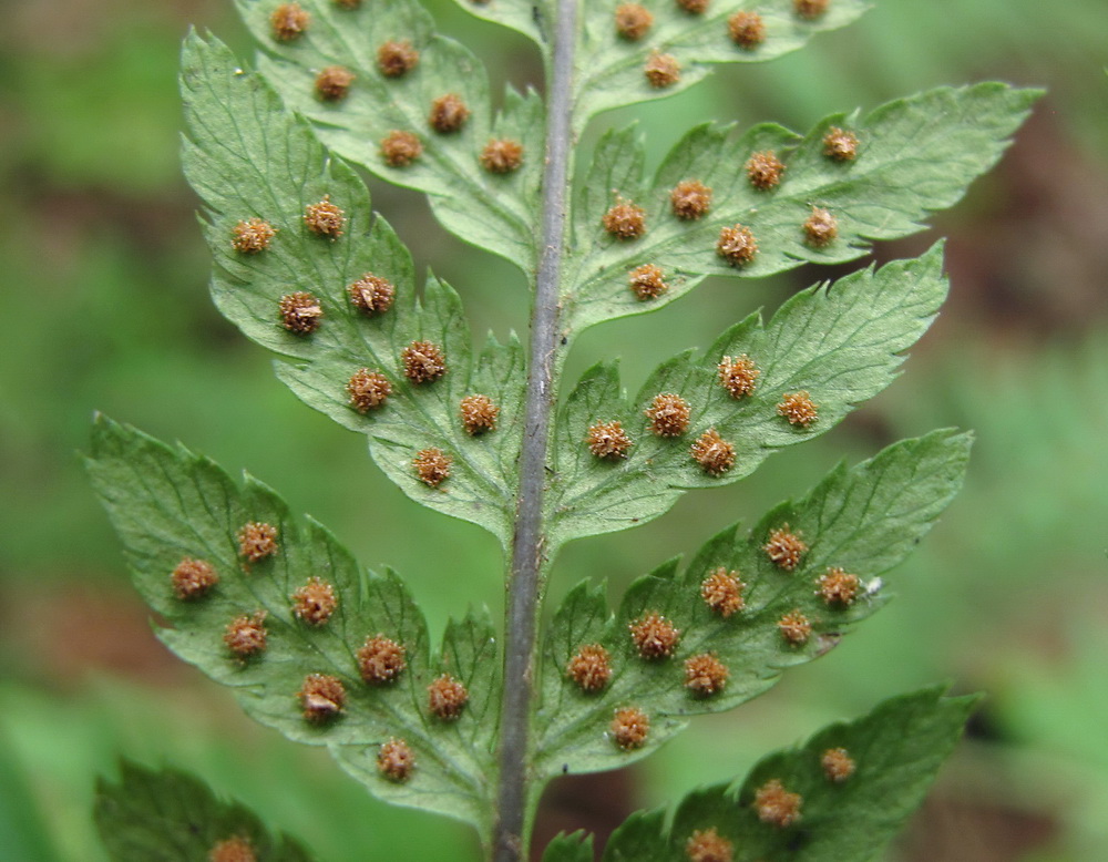 Image of Dryopteris goeringiana specimen.